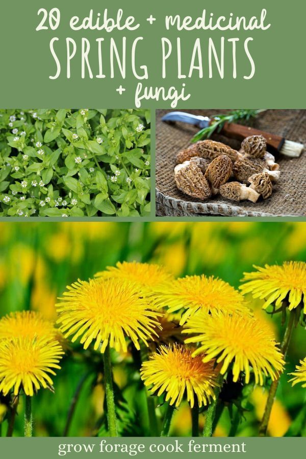 What to Forage in Spring: 20 Edible and Medicinal Plants and Fungi -   19 planting DIY spring ideas
