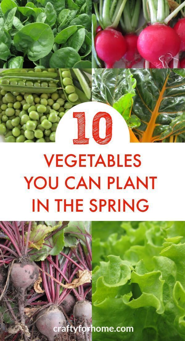10 Vegetables You Can Plant In The Spring -   19 planting DIY spring ideas