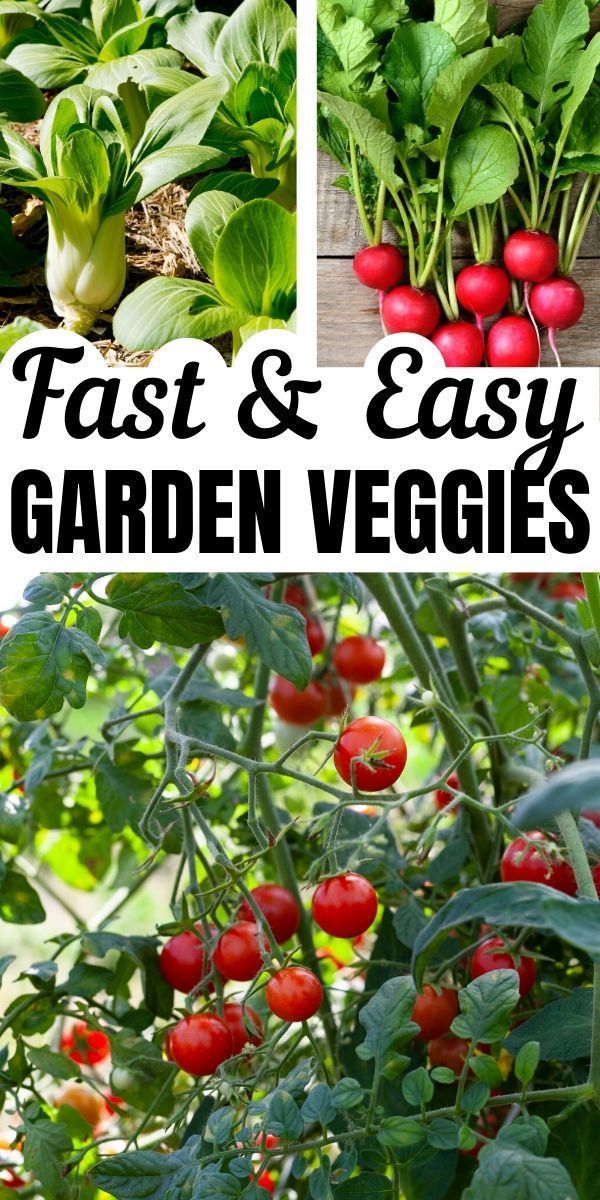 12+ of the Fastest Growing Crops for Your Vegetable Garden -   19 planting DIY spring ideas