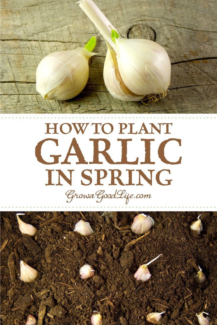 Planting Spring Garlic -   19 planting DIY spring ideas