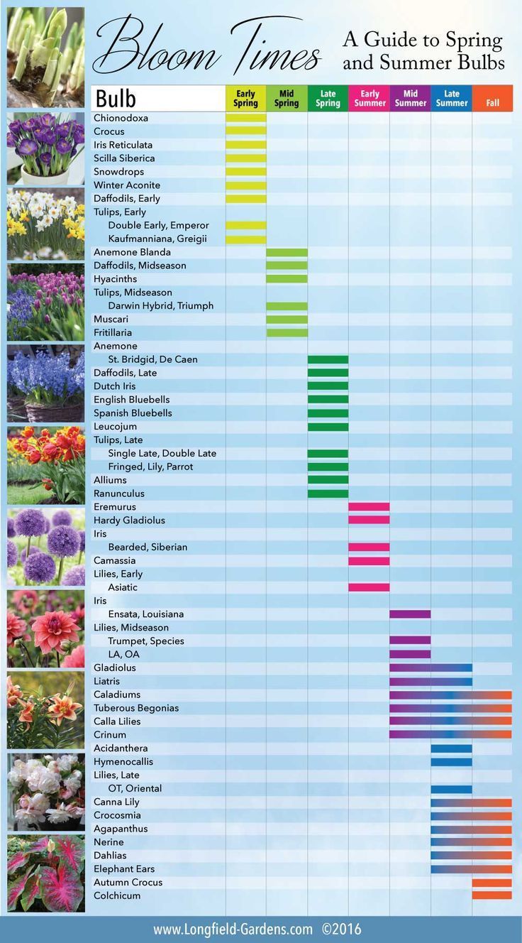 Bloom Time Chart for Spring and Summer Bulbs - Longfield Gardens -   19 planting DIY spring ideas
