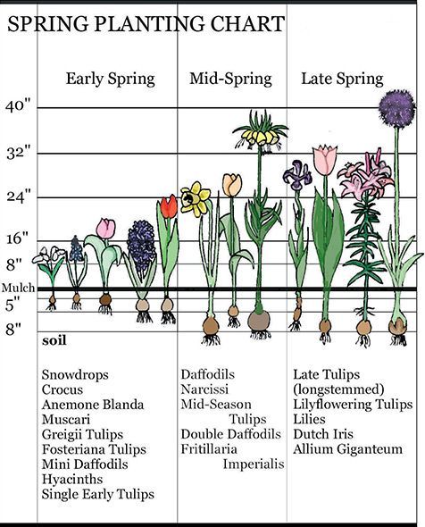Bloom Time - Landscaping With Early Spring Bulbs -   19 planting DIY spring ideas