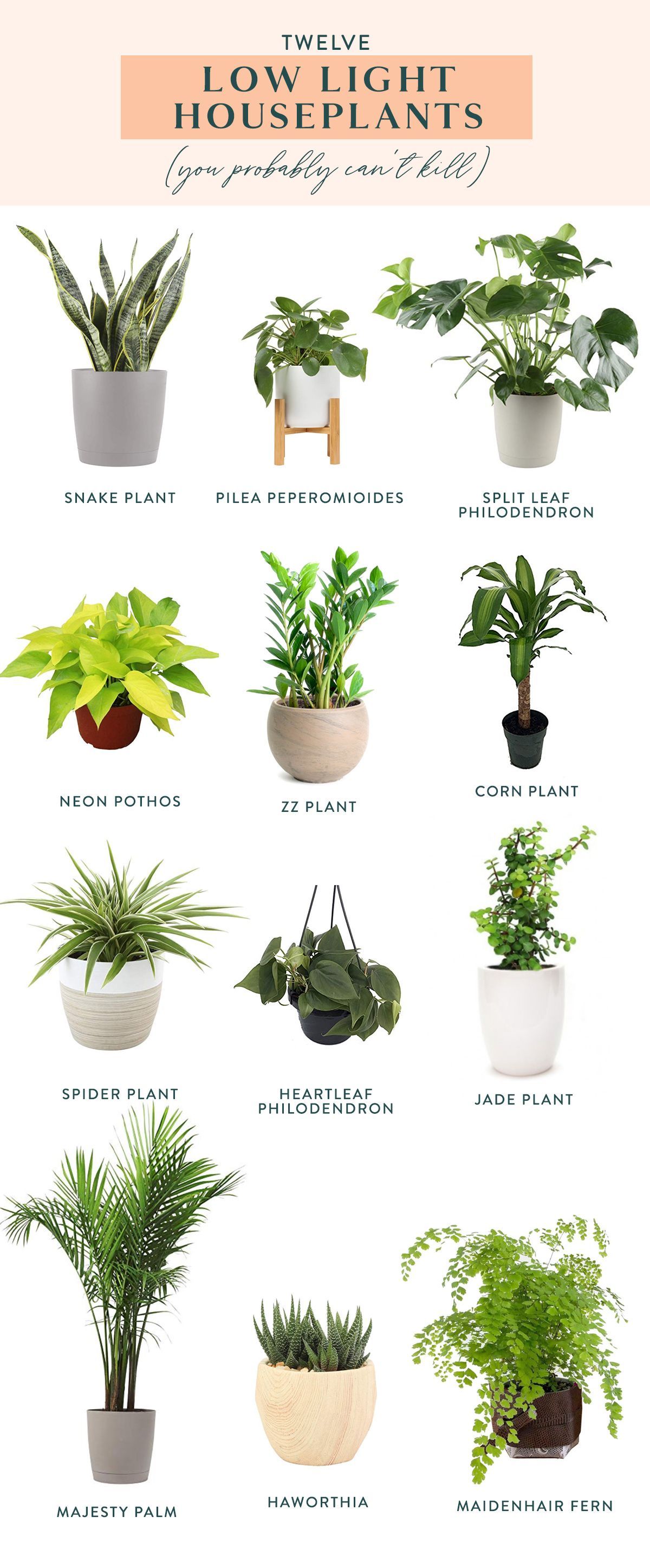 Twelve Low Light Indoor Plants You Probably Can't Kill -   19 plants Easy low lights ideas