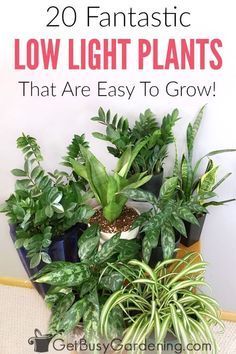 20 Low Light Indoor Plants That Are Easy To Grow -   19 plants Easy low lights ideas