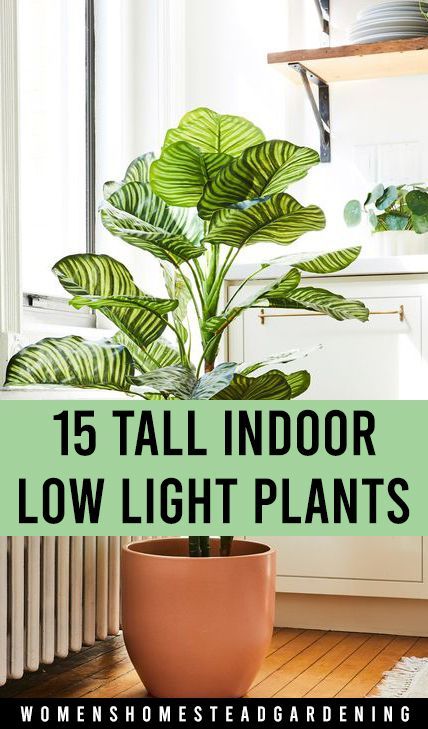 15 Tall indoor Low Light Plants -   19 plants Easy low lights ideas