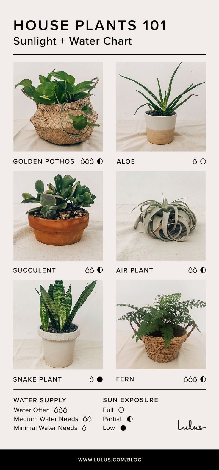 Indoor House Plants 101: Your Ultimate Easy Care Guide to Plant Parenting -   19 plants Easy low lights ideas