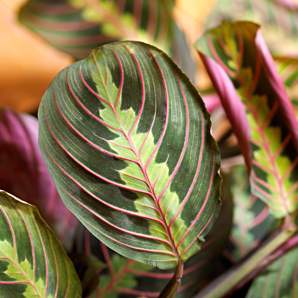 23 of Our Favorite Low-Light Houseplants -   19 plants Easy low lights ideas