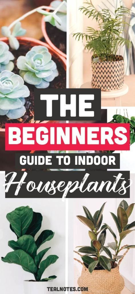 The Best Indoor Plants for Clean Air And Low Light Settings + 15 Planter Ideas -   19 plants Easy low lights ideas