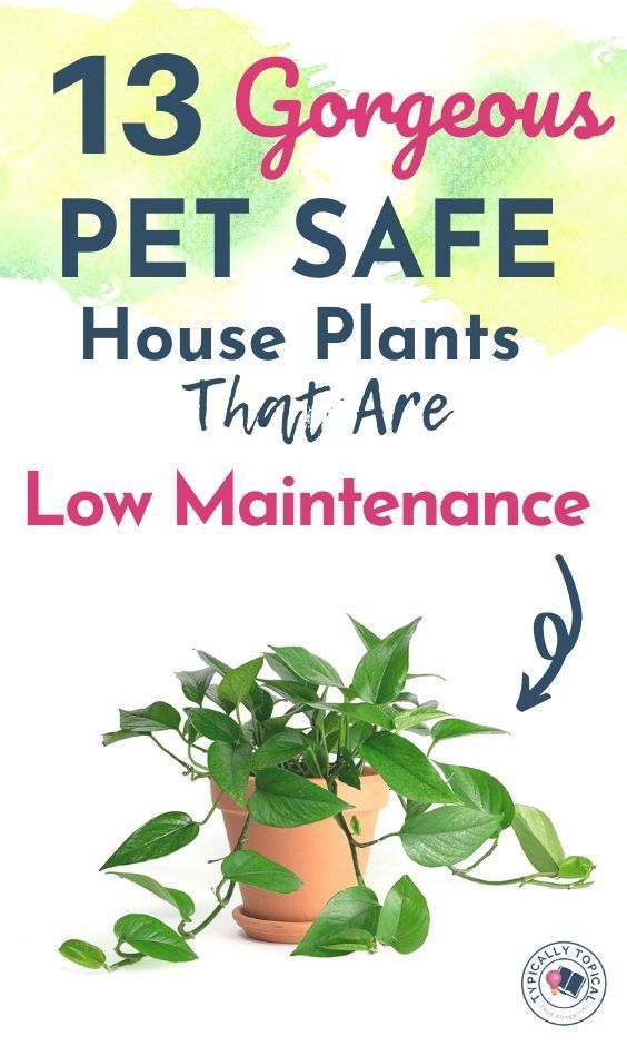 13 Gorgeous Pet Safe Indoor House Plants That Are Low Maintenance | Pet friendly plants -   19 plants Easy low lights ideas