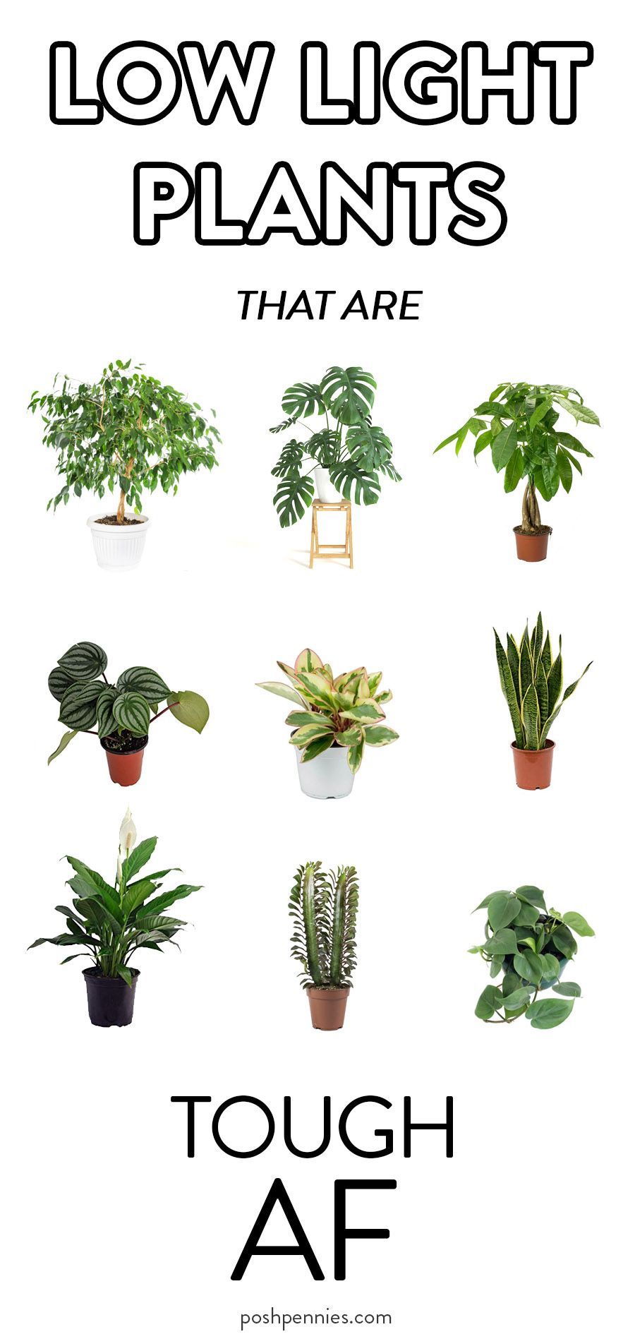 TOP 9 EASY LOW LIGHT PLANTS (like *really* easy) -   19 plants Easy low lights ideas