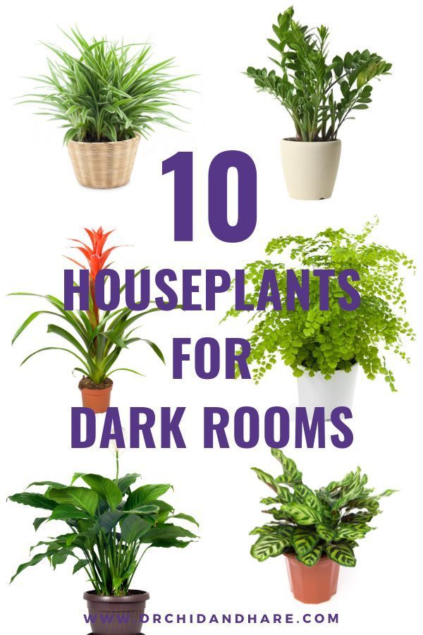 10 Low Light House Plants | Indoor Plants That Grow Without Sunlight -   19 plants Easy low lights ideas