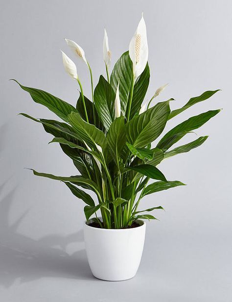 Peace Lily Air Purifying Plant - Easy Care Low Light Houseplant, Housewarming Present, Sympathy Gift, indoor Garden -   19 plants Easy low lights ideas