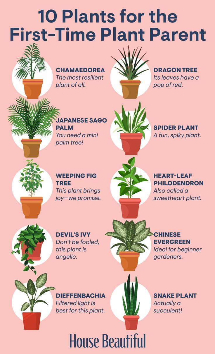 Houseplants That Are Perfect for Gardening Beginners -   19 plants Garden drawing ideas