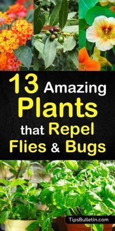 13 Amazing Plants that Repel Flies and Bugs -   19 plants Garden drawing ideas