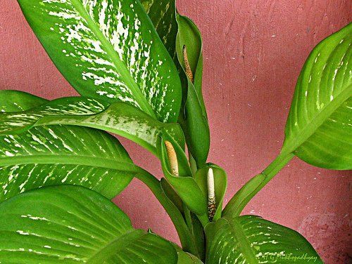 How to Propagate a Dieffenbachia Plant Using Cuttings -   19 plants Garden drawing ideas