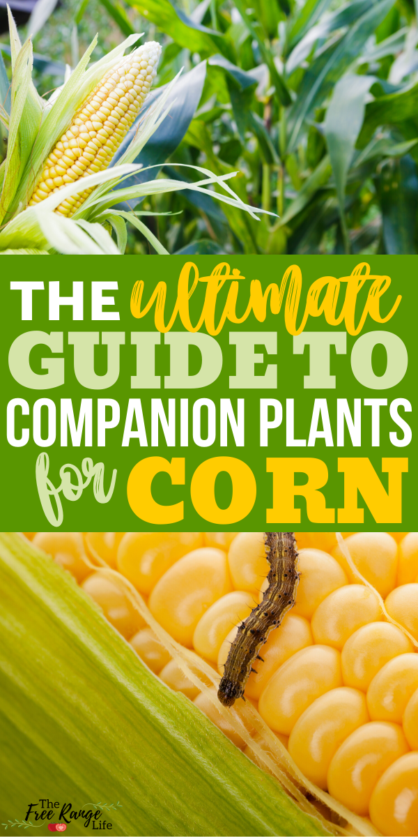 The Best Companion Plants for Corn in the Garden -   19 plants Garden drawing ideas