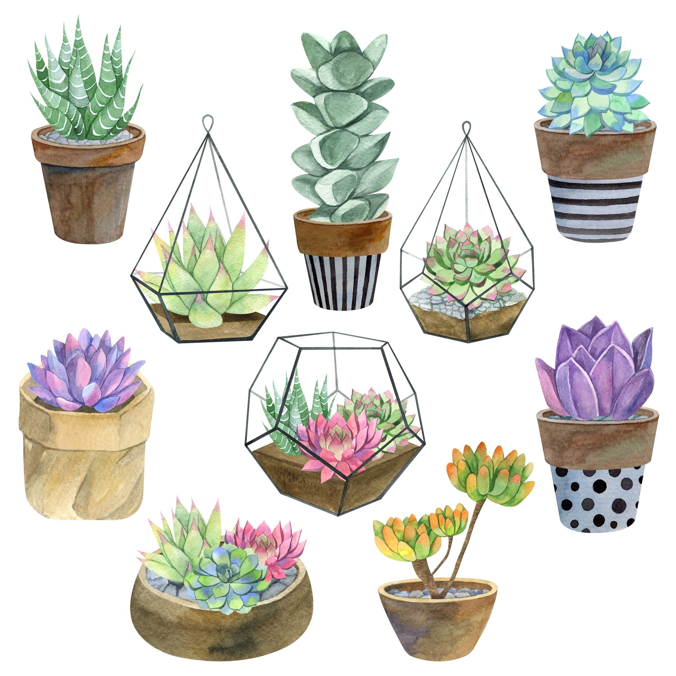Watercolor exotic succulents set in flowering pots. Watercolor succulents clip art. Indoor plants in flowering pots -   19 plants Garden drawing ideas