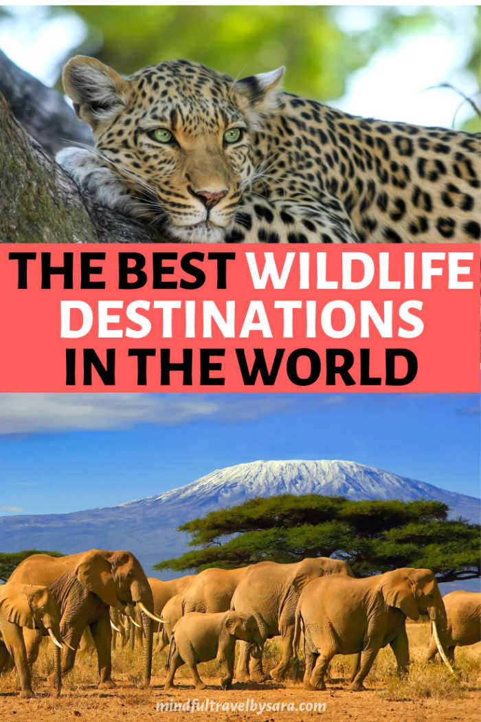 ? 9 Best Wildlife Holidays in the World I Top Places to see wildlife -   24 holiday Destinations adventure ideas