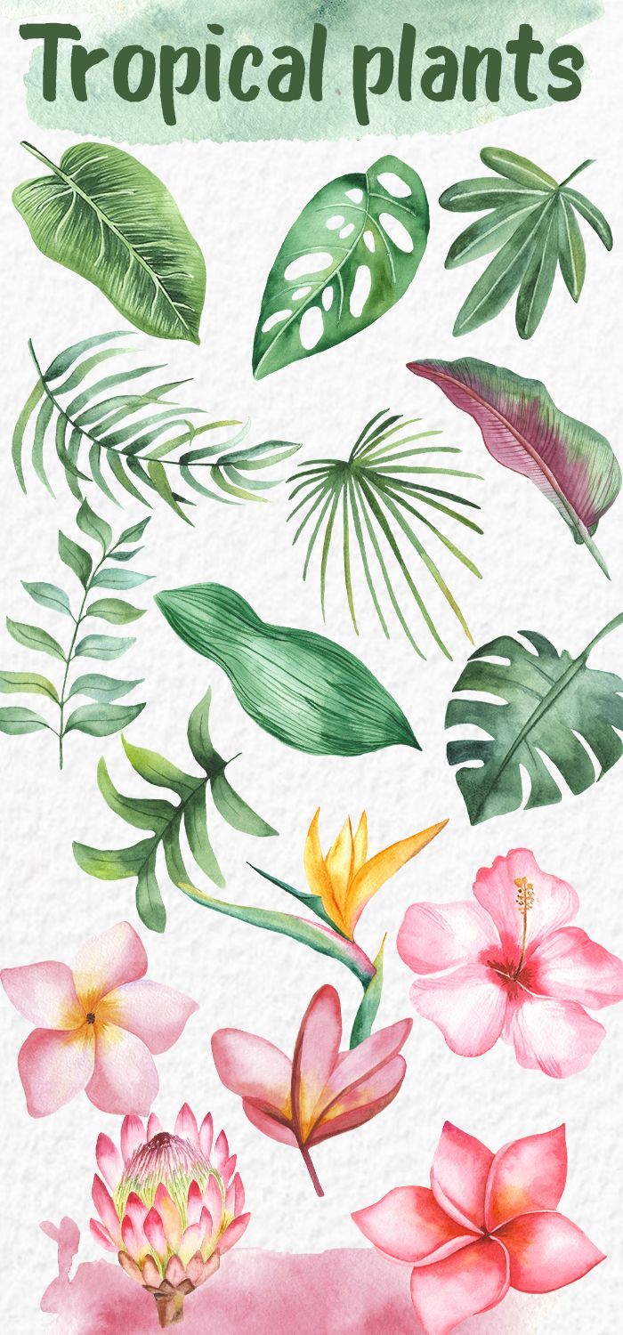 Tropical plants Leaves and flowers Watercolor clipart -   15 plants Watercolor pattern ideas