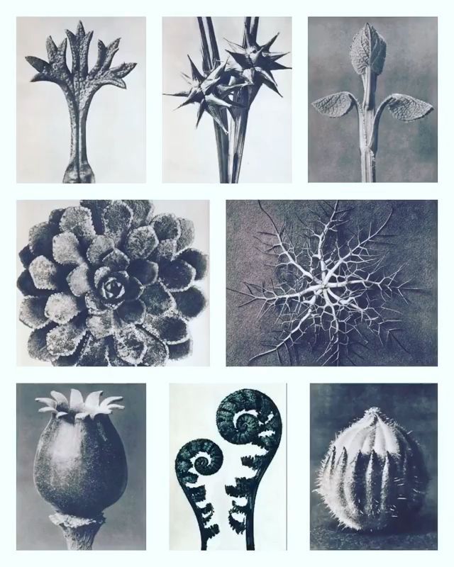 Beautiful bizarre botanical black and white photos by Karl Blossfeldt -   16 artistic plants Photography ideas