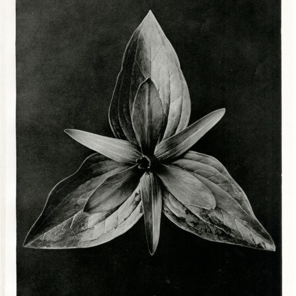 Karl Blossfeldt - Etherton Gallery -   16 artistic plants Photography ideas