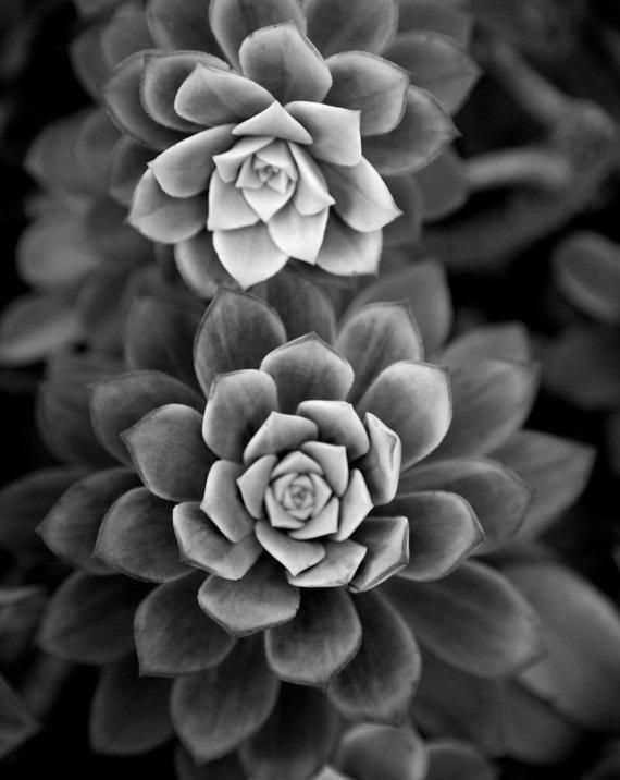 Items similar to black and white fine art photography - In My Garden -  8x10 photograph of succulent plant on Etsy -   16 artistic plants Photography ideas