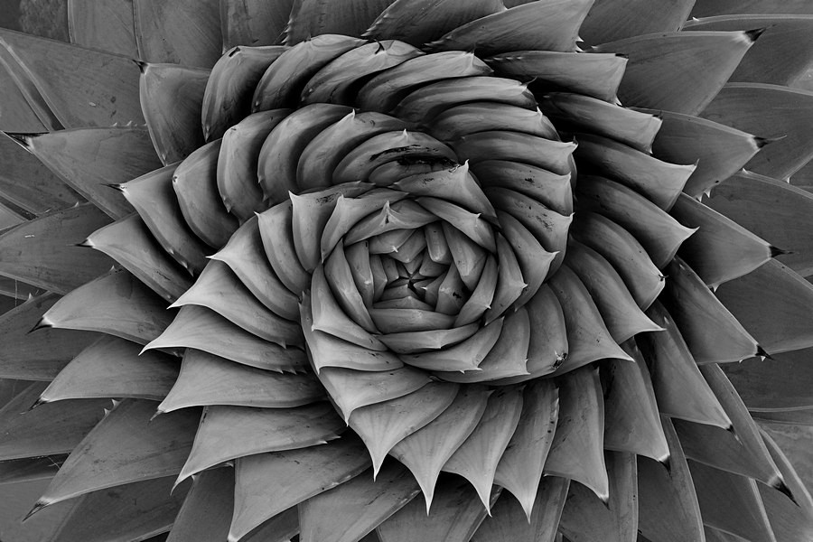 Karl Blossfeldt -   16 artistic plants Photography ideas
