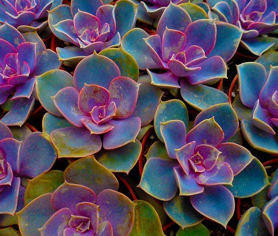 'Purple Blue Green Succulent Cactus Plant' Poster by tees2go -   16 artistic plants Photography ideas