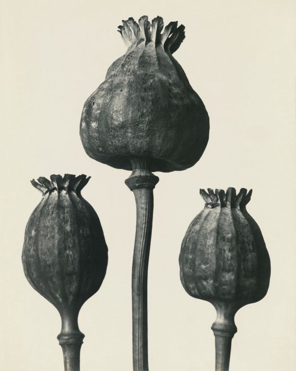 Exhibition: ‘Plant Studies by Karl Blossfeldt and Related Works' at Die Photographische Sammlung/SK Stiftung Kultur, Cologne -   16 artistic plants Photography ideas