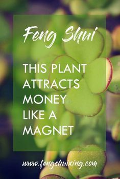 Feng Shui Plant that attracts Money like a Magnet -   16 plants Office feng shui ideas