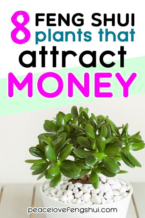 feng shui plants for wealth (8 plants that attract money and abundance!) - peace.love.feng shui -   16 plants Office feng shui ideas