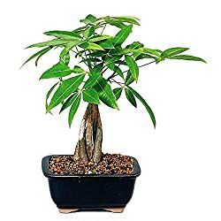 Feng Shui Money Plant - Feng Shui Tips, Products and Services -   16 plants Office feng shui ideas