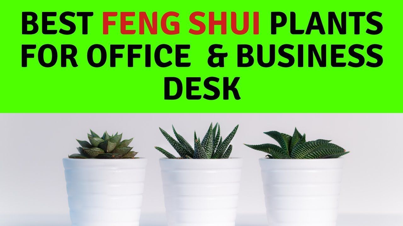 16 plants Office feng shui ideas