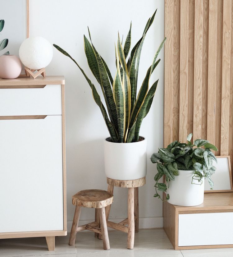 What Are the Good (and Bad) Feng Shui Plants? -   16 plants Office feng shui ideas
