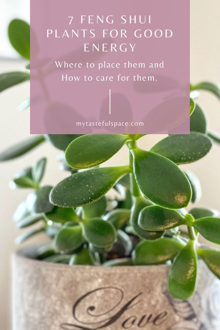 7 Feng Shui Plants That Are Easy to Keep Alive - My Tasteful Space -   16 plants Office feng shui ideas