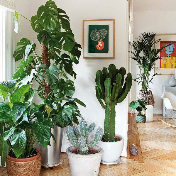 What is the Best Placement of Plants for Good Feng Shui? - Feng Shui Tips, Products and Services -   16 plants Office feng shui ideas