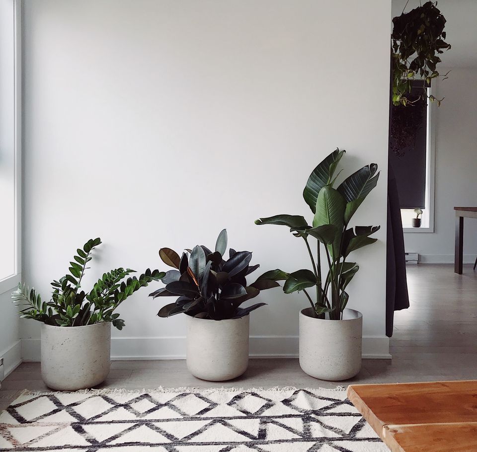 Our Favorite Feng Shui Plants for Purifying the Air -   16 plants Office feng shui ideas