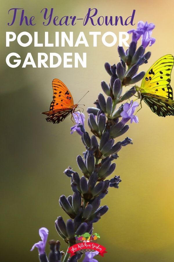 How to Attract Pollinators to the Garden -   17 garden design Plants raised beds ideas