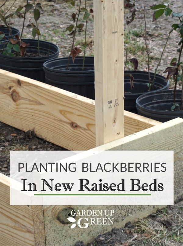 How to Plant Blackberries in new raised beds -   17 garden design Plants raised beds ideas