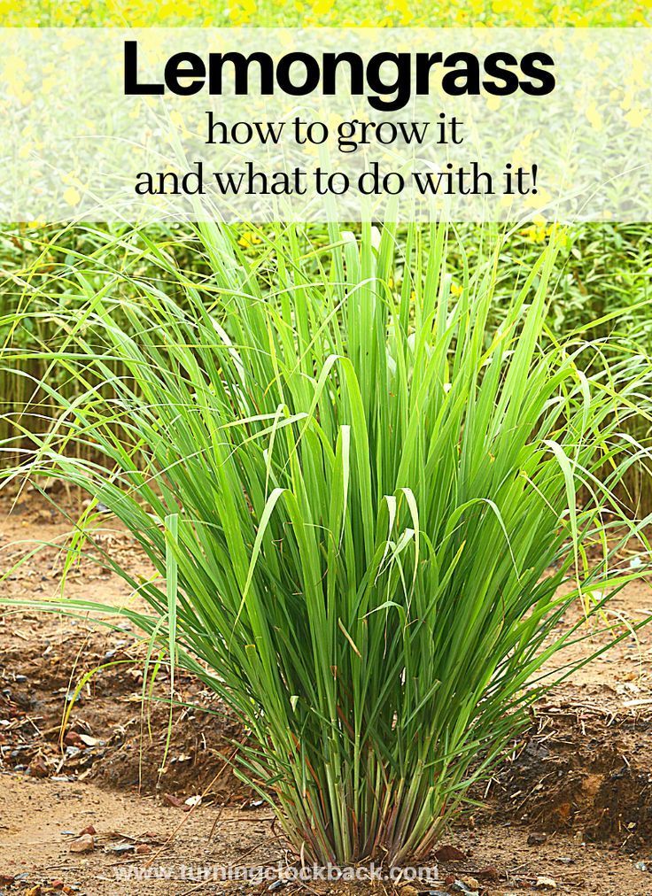 Lemongrass: How to grow it and what to do with it! -   17 planting creative ideas