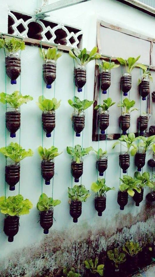 Beautiful Hanging Plants Ideas. -   17 planting creative ideas