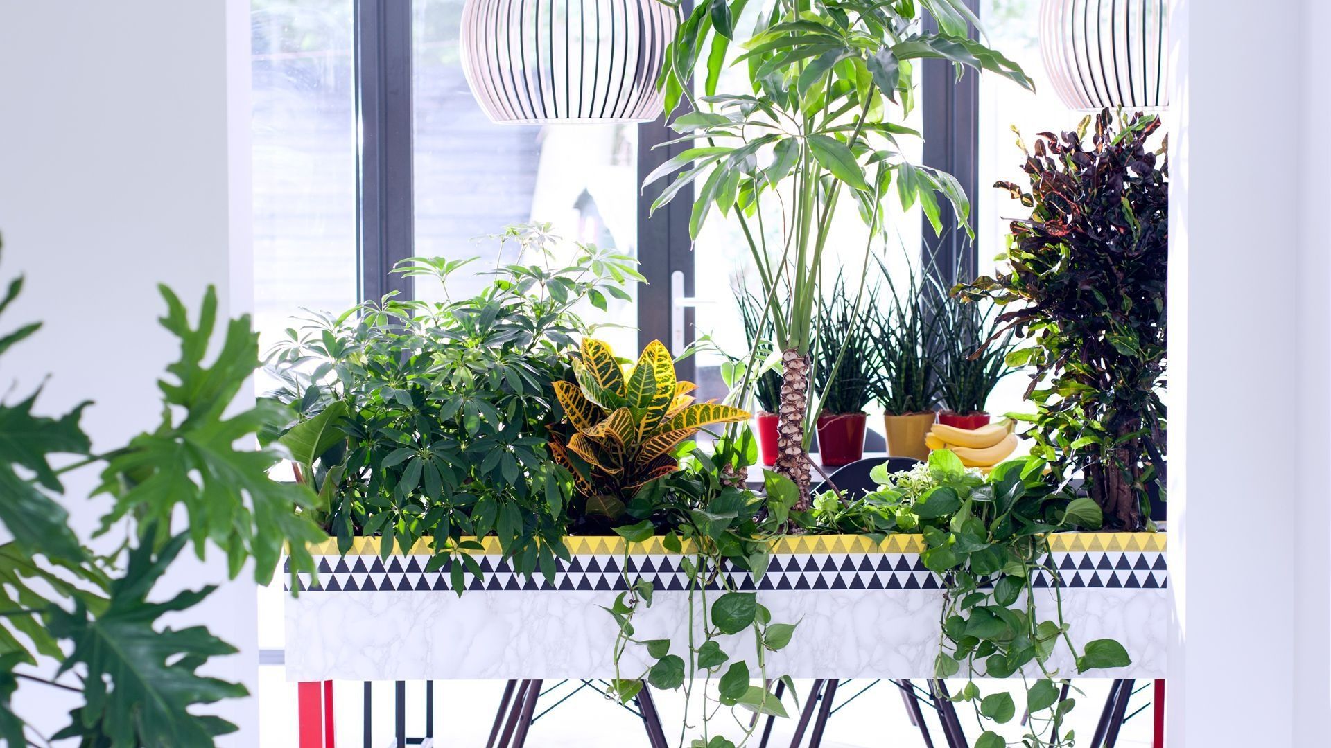 The 18 best house plants to grow inside -   17 planting House concept ideas