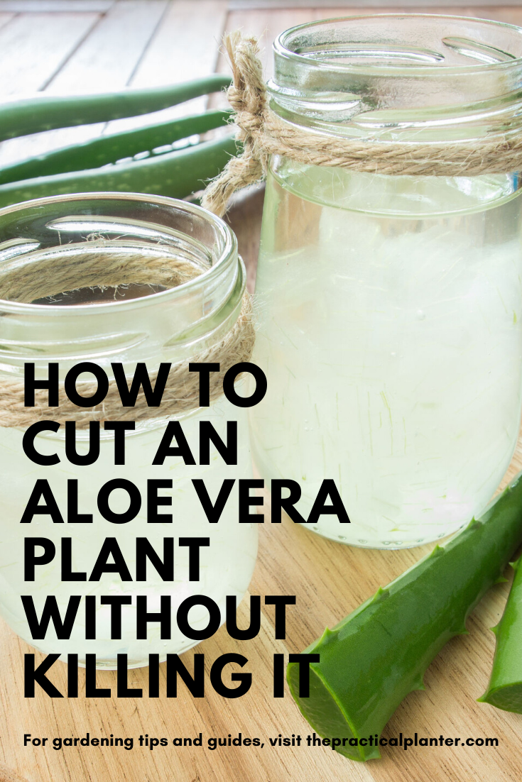 How to Cut an Aloe Vera Plant Without Killing It -   17 plants Art aloe vera ideas