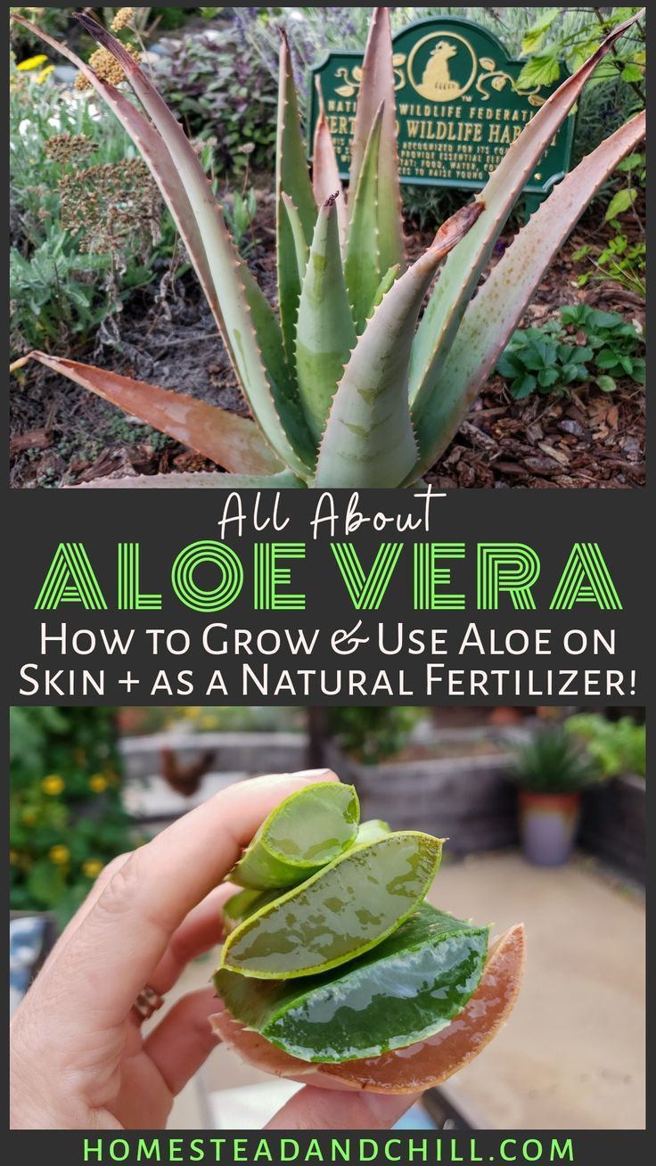 All About Aloe Vera: Growing & Using Aloe in the Garden -   17 plants Art aloe vera ideas