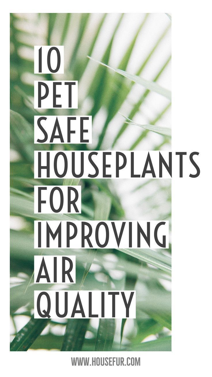 10 Pet Safe Houseplants for Improving Air Quality | House Fur -   18 plants Air houseplant ideas