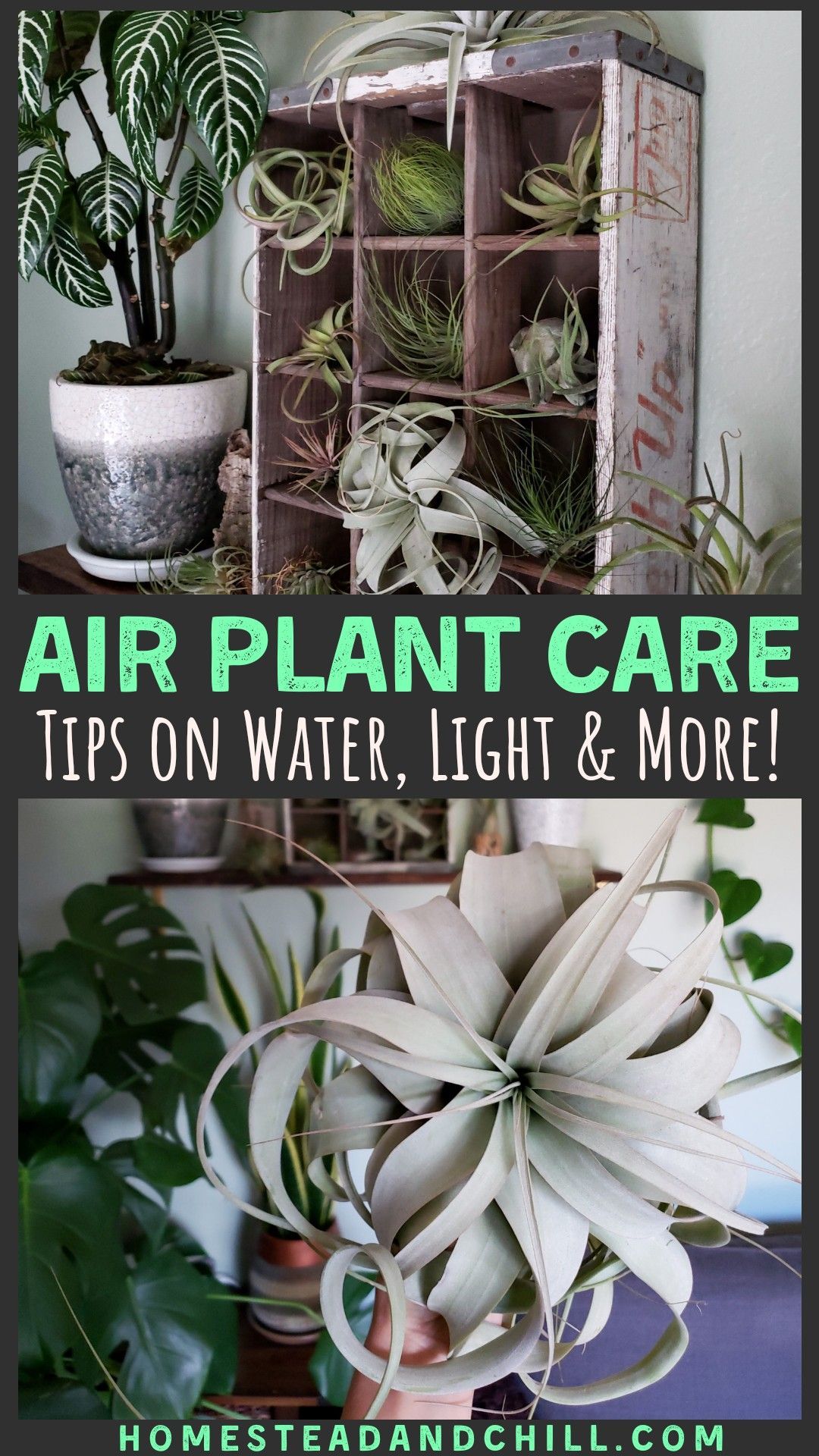 18 plants Air houseplant ideas