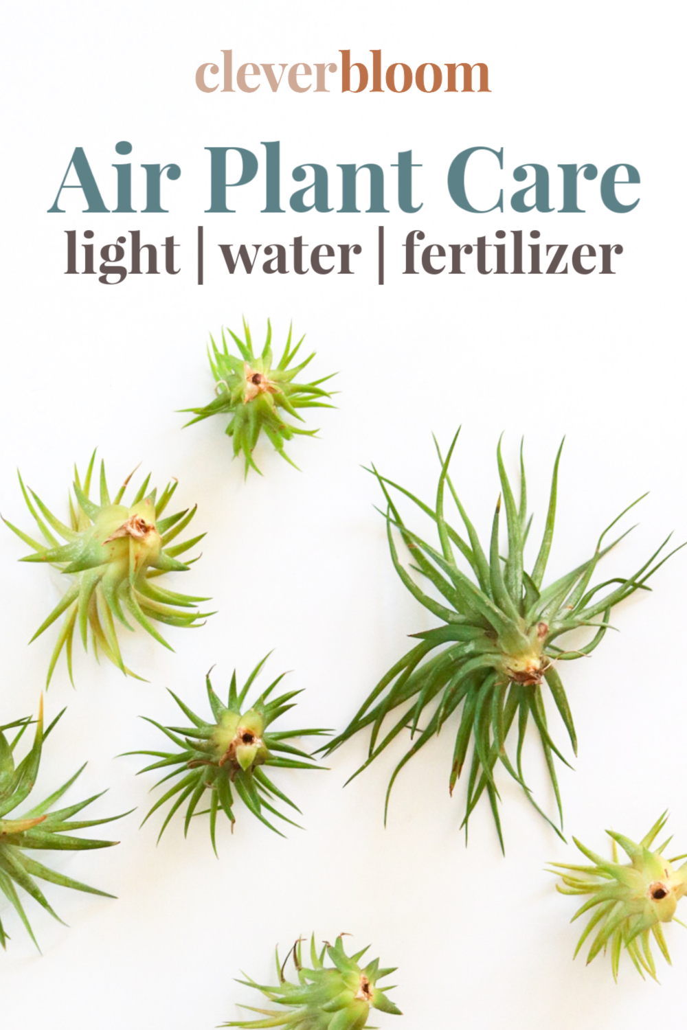 How to care for air plants (Tillandsia) -   18 plants Air houseplant ideas
