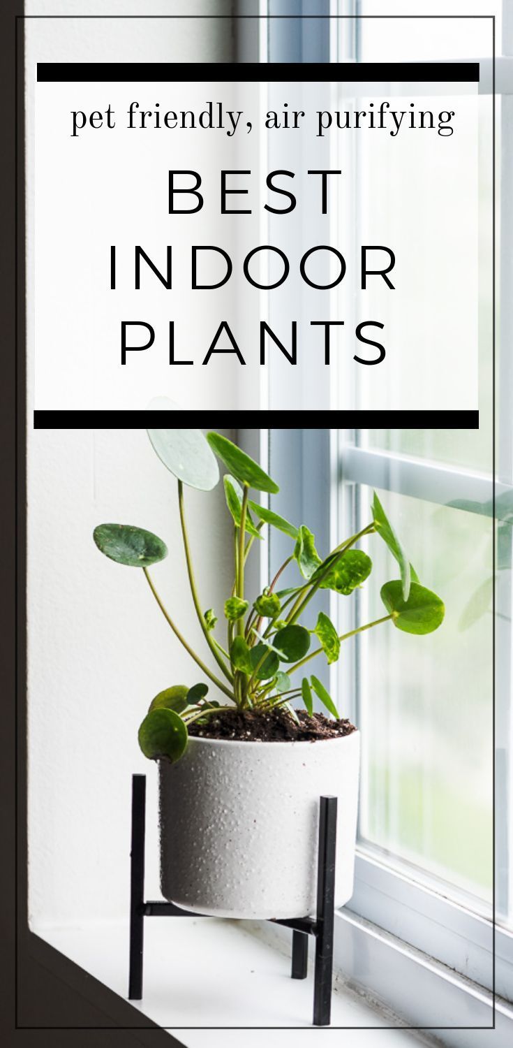 Best Indoor Plants to Purify the Air and Keep Pets Safe | DoYouEvenPaleo.net -   18 plants Air houseplant ideas