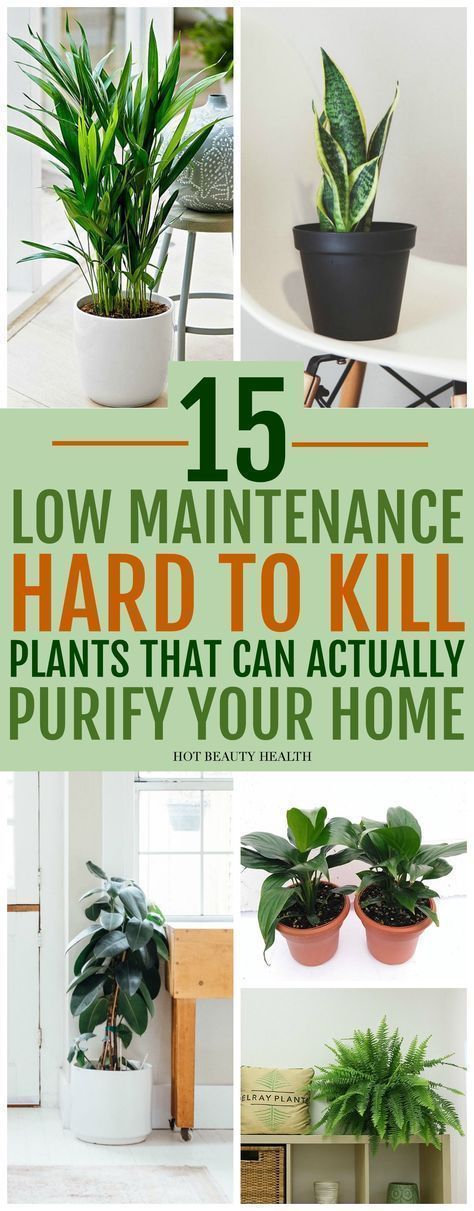 15 Air Purifying Plants You Need In Your Home - Hot Beauty Health -   18 plants Air houseplant ideas