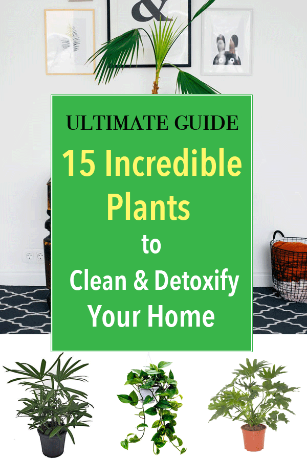 15 Air Purifying Plants to Clean + Detoxify Your Home -   18 plants Air houseplant ideas